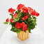 ベゴニア レッド 鉢植え 高さ40cm (フェイクグリーン 造花 卓上 インテリア 人工観葉植物 おしゃれ かわいい 装飾 ミニ 緑化 フェイクプランツ 自作 植栽 業者 メーカー ベストグリーン オリジナル 製造元 母の日) 3,980円