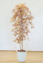 深い秋色の紅葉 180cm (人工 観葉植物 造花 もみじ モミジ おしゃれ 室内 大型 秋 装飾 樹木 フェイクグリーン カエデ オフィス シンボルツリー 自...