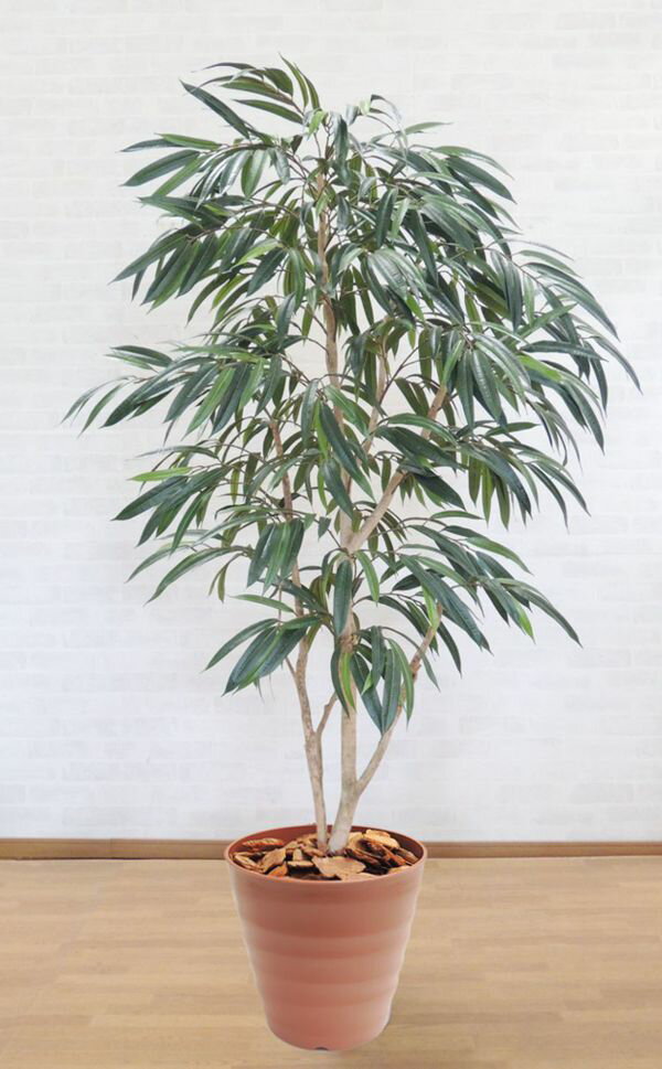 ショウナンゴムの木【引き取り限定】 楽天市場】ショウナンゴムノキの通販