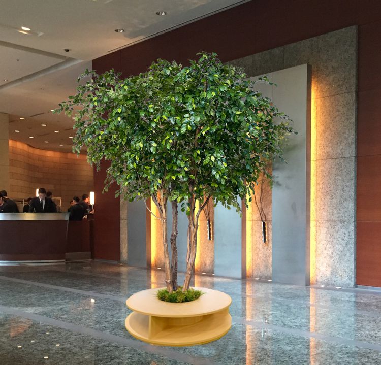 楽天市場】3M(種類(植物)ベンジャミン)(花・観葉植物|花 楽天市場】3M(種類(植物)ベンジャミン)(花・観葉植物|花