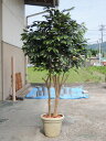 大型サイズ ベンジャミン立ち木 高さ220cm (フェイク グリーン 特大 人工観葉植物 造花 樹木 造木 インテリア おしゃれ 室内 自作 業者 メーカー オ...