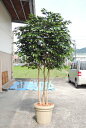 大型サイズ ベンジャミン 立ち木 高さ250cm (フェイク グリーン 特大人工観葉植物 造花 インテリア 造木 おしゃれ 室内 鉢植え 枯れない 自作 業者 ...