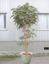 大型サイズ 紅葉 立ち木 高さ300cm (フェイク グリーン 特大 大型 モミジ 緑 人工観葉植物 造花 もみじ 造木 グリーン インテリア おしゃれ 室内 ...