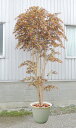大型サイズ 紅葉立ち木 高さ300cm (フェイク グリーン 特大 大型 モミジ 赤 人工観葉植物 造花 もみじ 造木 レッド インテリア おしゃれ 室内 カエ...