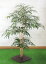 シラカシ 高さ100cm (造花 人工観葉植物 白樫 和風 ガーデニング 造園 庭園 坪庭 エクステリア 店舗内装 店舗装飾 コナラ アラカシ イチイガシ)