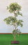 モミジ盆栽風 150cm (造花 観葉植物 緑 和風 ガーデニング 造園 庭園・坪庭 インテリア もみじ カエデ 室内 おしゃれ 装飾)