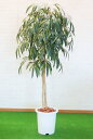 ショウナンゴム 210cm (フェイクグリーン 造花 インテリア 人工観葉植物 2.1m おしゃれ 室内 大型 ディスプレイ 作り物 フェイク プランツ シンボ...