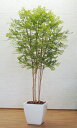 シマトネリコ 明るい葉 大型 高さ 230cm (フェイクグリーン 特大 鉢植えインテリア 造花 樹木 造木 イミテーション 室内向け ゴールデンリーフ オフィ...