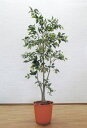 フィカスツリー 180cm (フェイクグリーン 鉢植え 人工観葉植物 造花 1.8m インテリア おしゃれ 室内 大型 装飾 ベンジャミン オフィス シンボルツ...