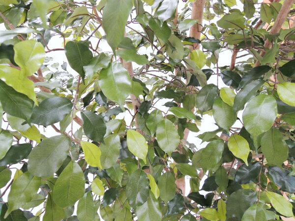 �٥󥸥�ߥ���� �⤵300cm 3�ܳ�Ω Ⱦ�ߥ����� (�ե����� ���꡼�� ���� �緿 ¤�� ����ƥꥢ ������� ���� �͹����տ�ʪ ȭ���� ���� �ȼ� �᡼���� ��¤�� ���� �٥��ȥ��꡼�� ���ꥸ�ʥ� ���ե��� ���� ���襤��)