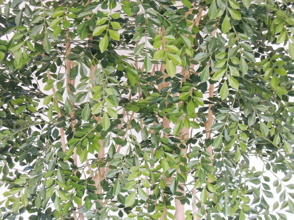 �緿������ ���ޥȥͥꥳ���� �⤵3m �����դ� ������(�ե����� ���꡼�� ���� ¤�� �͹����տ�ʪ ¤�� ���� ¤�� ����ƥꥢ ���� ���� 300cm ���ե��� ����ܥ�ĥ꡼ ���� ���� �ȼ� �᡼���� �٥��ȥ��꡼�� ���ꥸ�ʥ� ��¤��)