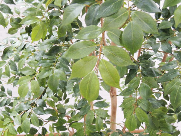 �緿������ �̲����� �ޥ���ƥ󥢥å��� �����դ� �⤵280cm (�ե����� ���꡼�� ���� �礭�� ¤�� ����ƥꥢ �͹� ���տ�ʪ ���� ȭ�դ� ���� �ǥ����ץ쥤 ¤�� ���֥��� 2.8m ���� ���� �ȼ� �᡼���� �٥��ȥ��꡼�� ���ꥸ�ʥ�)