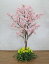 さくらの木 180cm 菜の花装飾付 (造花 サクラ 桜 ピンク 人工観葉植物 インテリア おしゃれ 室内 大型 春 飾り フェイクグリーン 作り物 造木)
