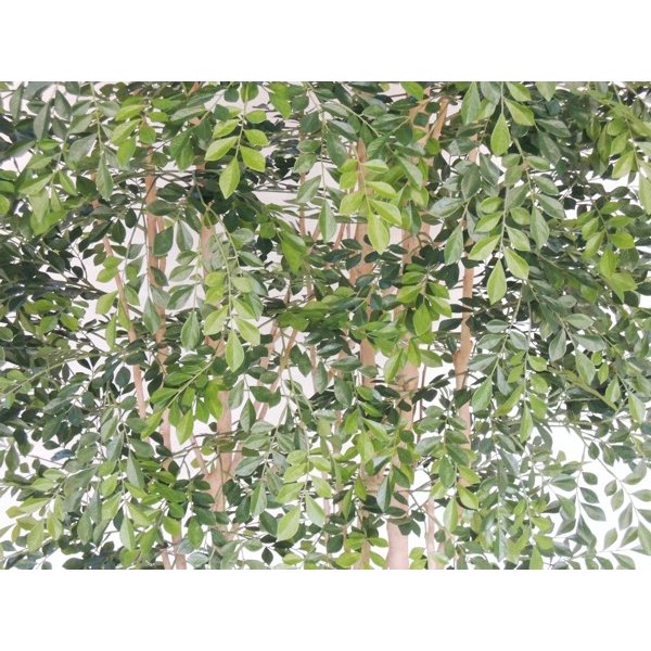 �緿������ �礭�ʥ��ޥȥͥꥳ���� �����դ� �⤵300cm (�ե����� ���꡼�� ���� �緿 ¤�� ����ƥꥢ �͹� ���տ�ʪ ���� ȭ�դ� ���� �ǥ����ץ쥤 ¤�� ���֥��� 3m ���ե��� ����ܥ�ĥ꡼ ���� ���� �ȼ� �᡼���� �٥��ȥ��꡼�� ���ꥸ�ʥ� ��¤��)