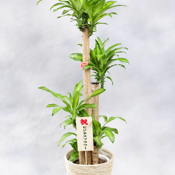 【送料無料】観葉植物 ドラセナ・マッサンゲアナ...の紹介画像2
