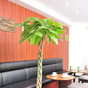 【送料無料】観葉植物 パキラ 10号※白バスケット鉢カバー付【花言葉カード付】プレゼント フラワーギフト 開店祝い 開業祝い 開院祝い 開局祝い 移転祝い 上場...