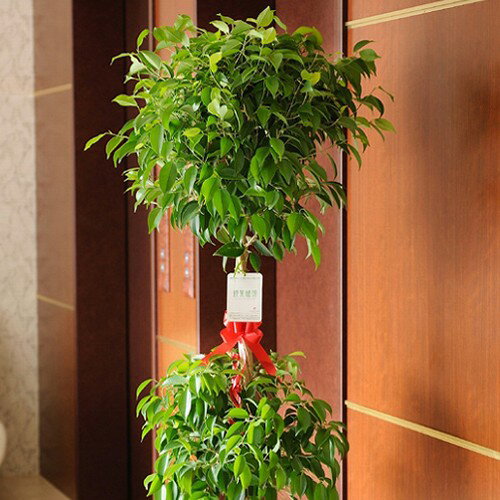 【送料無料】観葉植物　ベンジャミン・リッチ（ダブル）　10号※バスケット鉢カバー付【花言葉カード付】プレゼント フラワーギフト 開店祝い 開業祝い 開院祝い 開局祝い 移転祝い 上場祝い 新築祝い 楽ギフ あす楽のサムネイル