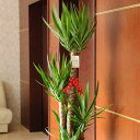 【送料無料】観葉植物 ユッカ・エレファンティペス 10号※バスケット鉢カバー付【花言葉カード付】プレゼント フラワーギフト 開店祝い 開業祝い 開院祝い 開局祝...