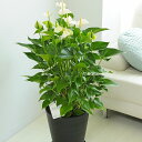【送料無料】観葉植物 アンスリウム(白) 10号※黒丸鉢皿付プレゼント フラワーギフト 開店祝い 開業祝い 開院祝い 開局祝い 移転祝い 上場祝い 新築祝い 楽...