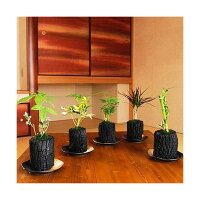 炭花壇 観葉植物 開業祝い 5種セット 花 大 就任祝い 陶器皿付き開店祝い 開業祝い 就任祝い 昇進祝い 退職祝い ご栄転 贈り物 フラワーギフト プレゼント お祝い お花 送料無料 メッセージカード無料 あす楽 Sp Gift S炭の花壇 開店祝いや 開業祝に 全国配送 送料 炭花壇 観葉植物 開業祝い 5種セット 花 大 就任祝い 陶器皿付き開店祝い 開業祝い 就任祝い 昇進祝い 退職祝い ご栄転 贈り物 フラワーギフト プレゼント お祝い お花 送料無料 メッセージカード無料 あす楽 Sp Gift S炭の花壇 開店祝いや 開業祝に 全国配送 送料