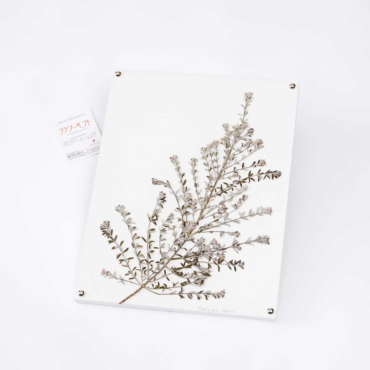 ������̵���ۥɥ饤�ե��ʥץå���ɥץ��ġˡ��������ȥ�󥮥���A3�������ɳݤ����ˤ� ������ �ǥ����ʡ��� �ϥ�ɥᥤ�� �ץ쥼��� �������륢���� ��ޯ�� �ե����ե� ������̵�� ������̵�� ��å�����������̵�� �ڥ���