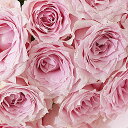 【送料無料】花束・ブーケ ゴールドラメ仕様(18金/K18)ピンクバラ12本薔薇 国産 お祝い お花 生花 フラワーギフト 贈答 プレゼント 贈り物 全国配送 メッセージカード無料 送料無料 楽ギフ あす楽