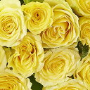 【送料無料】花束・ブーケ シルバーラメ仕様(ダイヤモンド)黄色バラ12本薔薇 国産 お祝い お花 生花 フラワーギフト 贈答 プレゼント 贈り物 全国配送 メッセージカード無料 送料無料 楽ギフ あす楽