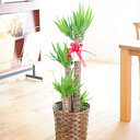 当日配送 植物!観葉植物ユッカ・エレファンティペス(青年の木) 8号※バスケット鉢カバー付 【送料無料】【楽ギフ_包装】【楽ギフ_メッセ入力】【あす楽】