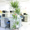 【送料無料】観葉植物 ドラセナ・コンシンネ 10号※バスケット鉢カバー付【花言葉カード付】プレゼント フラワーギフト 開店祝い 開業祝い 開院祝い 開局祝い 移...
