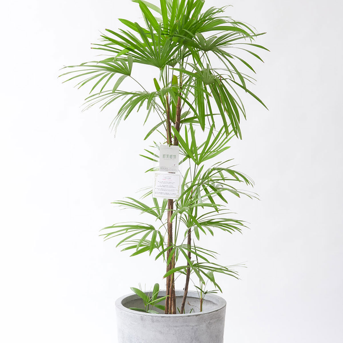 爆安プライス 観葉植物 シュロチク 10号 インテリア鉢カバー ファイバークレイグレーポッド 仕様 溢れる立札 花言葉カード 欧州から輸入の装飾リボン付 開業祝 Pplop Disporapar Jatengprov Go Id 爆安プライス 観葉植物 シュロチク 10号 インテリア鉢カバー ファイバークレイグレーポッド 仕様 溢れる立札 花言葉カード 欧州から輸入の装飾リボン付 開業祝 Pplop Disporapar Jatengprov Go Id