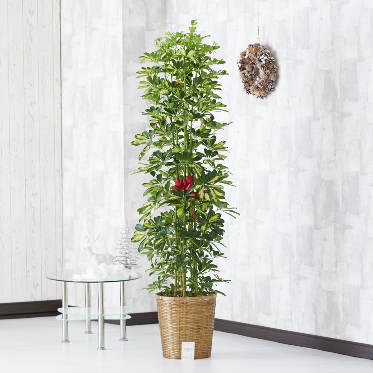 値引 クリスマス限定仕様 クリスマスツリー観葉植物 シェフレラ 斑入りホンコン 10号 バスケット鉢カバー 花言葉カード付祝い 観葉植物 インテリアグリーン フラワーギ Selabinui Co Il 値引 クリスマス限定仕様 クリスマスツリー観葉植物 シェフレラ 斑入りホンコン 10号 バスケット鉢カバー 花言葉カード付祝い 観葉植物 インテリアグリーン フラワーギ Selabinui Co Il