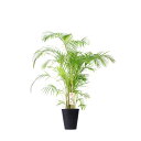 【送料無料】観葉植物 アレカヤシ 10号※黒丸鉢皿付【花言葉カード付】お祝い 南国の雰囲気 観葉植物 インテリアグリーン フラワーギフト 贈答 プレゼント 贈り...