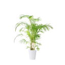 【送料無料】観葉植物 アレカヤシ 10号※白丸鉢皿付【花言葉カード付】お祝い 南国の雰囲気 観葉植物 インテリアグリーン フラワーギフト 贈答 プレゼント 贈り...