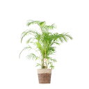 【送料無料】観葉植物 アレカヤシ 10号※2色仕様のバスケット鉢カバー付【花言葉カード付】お祝い 南国の雰囲気 観葉植物 インテリアグリーン フラワーギフト 贈...
