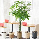 観葉植物 パキラ 10号 選べる5種の鉢カバー付 花言葉カード付プレゼント フラワーギフト 開店祝い 開業祝い 開院祝い 開局祝い 移転祝い 上場祝い 新築祝い...