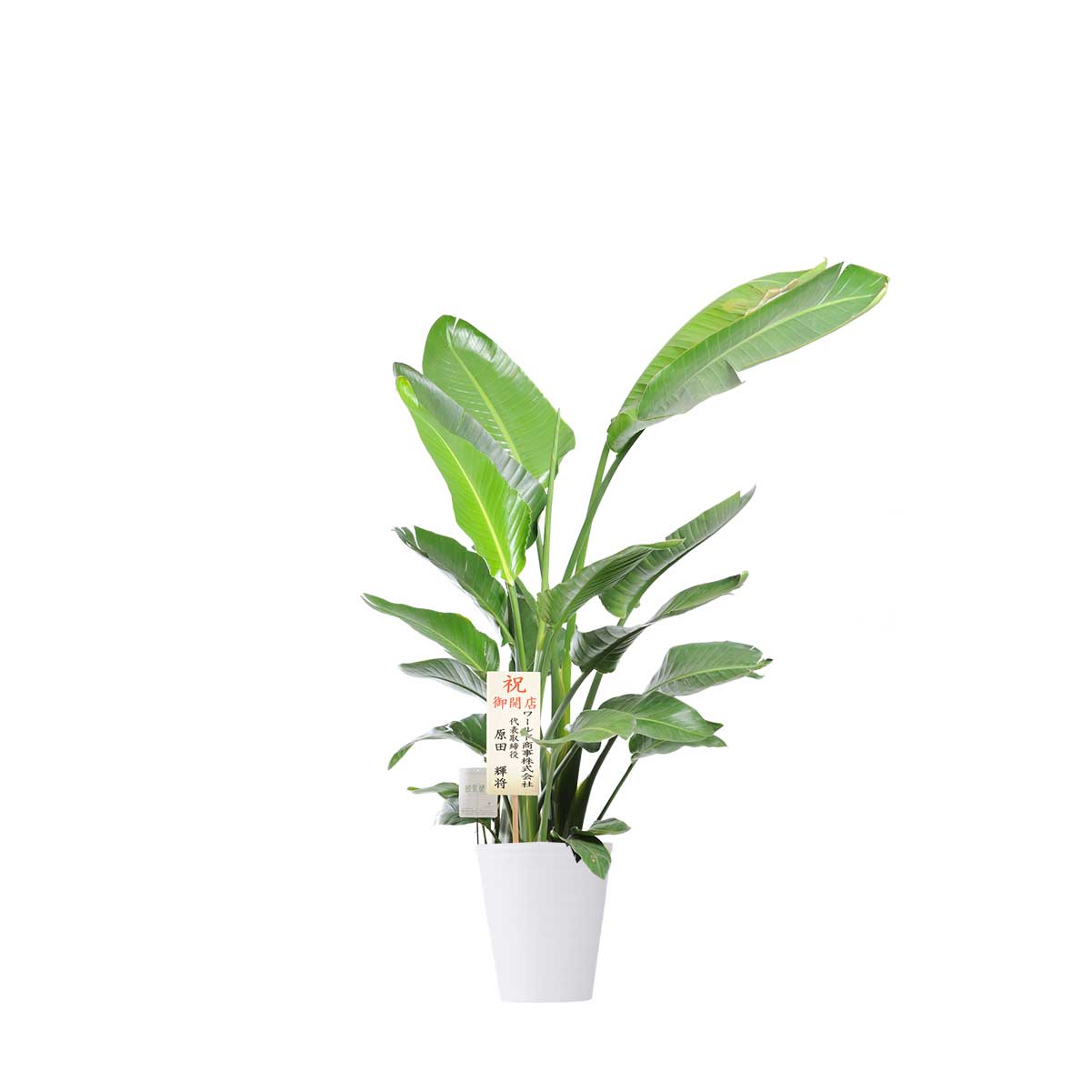 【送料無料】観葉植物 ストレリチア・オーガスタ 10号※白丸鉢皿付【花言葉カード付】お祝い 南国の雰囲気 観葉植物 インテリアグリーン フラワーギフト 贈答 プレゼント 贈り物 全国配送 立札無料 メッセージカード無料