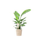 【送料無料】観葉植物 ストレリチア・オーガスタ 10号※白バスケット鉢カバー付【花言葉カード付】お祝い 南国の雰囲気 観葉植物 インテリアグリーン フラワーギフ...