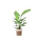 【送料無料】観葉植物 ストレリチア・オーガスタ 10号※2色仕様のバスケット鉢カバー付【花言葉カード付】お祝い 南国の雰囲気 観葉植物 インテリアグリーン フラ...