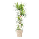 【送料無料】観葉植物 ドラセナ・コンシンネ 10号※白バスケット鉢カバー付【花言葉カード付】お祝い シャープな葉 観葉植物 インテリアグリーン フラワーギフト ...