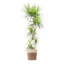 【送料無料】観葉植物 ドラセナ・コンシンネ 10号※2色仕様のバスケット鉢カバー付【花言葉カード付】お祝い シャープな葉 観葉植物 インテリアグリーン フラワー...