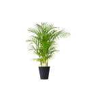 【送料無料】観葉植物 アレカヤシ 8号※黒丸鉢皿付【花言葉カード付】お祝い 南国の雰囲気 観葉植物 インテリアグリーン フラワーギフト 贈答 プレゼント 贈り物...