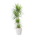 【送料無料】観葉植物 ドラセナ・コンシンネ 8号※白丸鉢カバー付【花言葉カード付】お祝い シャープな葉 観葉植物 インテリアグリーン フラワーギフト 贈答 プレゼント 贈り物 全国配送 立札無料 メッセージカード無料