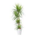 【送料無料】観葉植物 ドラセナ・コンシンネ 8号※白丸鉢皿付【花言葉カード付】お祝い シャープな葉 観葉植物 インテリアグリーン フラワーギフト 贈答 プレゼン...