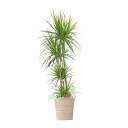 【送料無料】観葉植物 ドラセナ・コンシンネ 8号※白バスケット鉢カバー付【花言葉カード付】お祝い シャープな葉 観葉植物 インテリアグリーン フラワーギフト 贈...