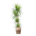 【送料無料】観葉植物 ドラセナ・コンシンネ 8号※2色仕様のバスケット鉢カバー付【花言葉カード付】お祝い シャープな葉 観葉植物 インテリアグリーン フラワーギ...