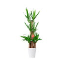 【送料無料】観葉植物 ユッカ・エレファンティペス 8号※白丸鉢皿付【花言葉カード付】お祝い 観葉植物 インテリアグリーン フラワーギフト 贈答 プレゼント 贈...