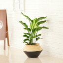 【送料無料】観葉植物 ストレリチア・オーガスタ 8号 インテリア鉢カバー「ブラックツートン」仕様【高級感溢れる立札&花言葉カード、欧州から輸入の装飾リボン付】イ...