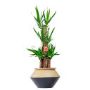 【送料無料】観葉植物 ユッカ・エレファンティペス 8号 インテリア鉢カバー「ブラックツートン」仕様【高級感溢れる立札&花言葉カード、欧州から輸入の装飾リボン付】...