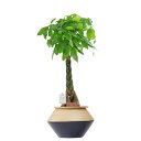 【送料無料】観葉植物 パキラ 8号 インテリア鉢カバー「ブラックツートン」仕様【高級感溢れる立札&花言葉カード、欧州から輸入の装飾リボン付】インテリアグリーン ...