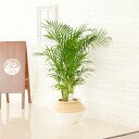 【送料無料】観葉植物 アレカヤシ 8号 インテリア鉢カバー「ホワイトツートン」仕様【高級感溢れる立札&花言葉カード、欧州から輸入の装飾リボン付】インテリアグリー...